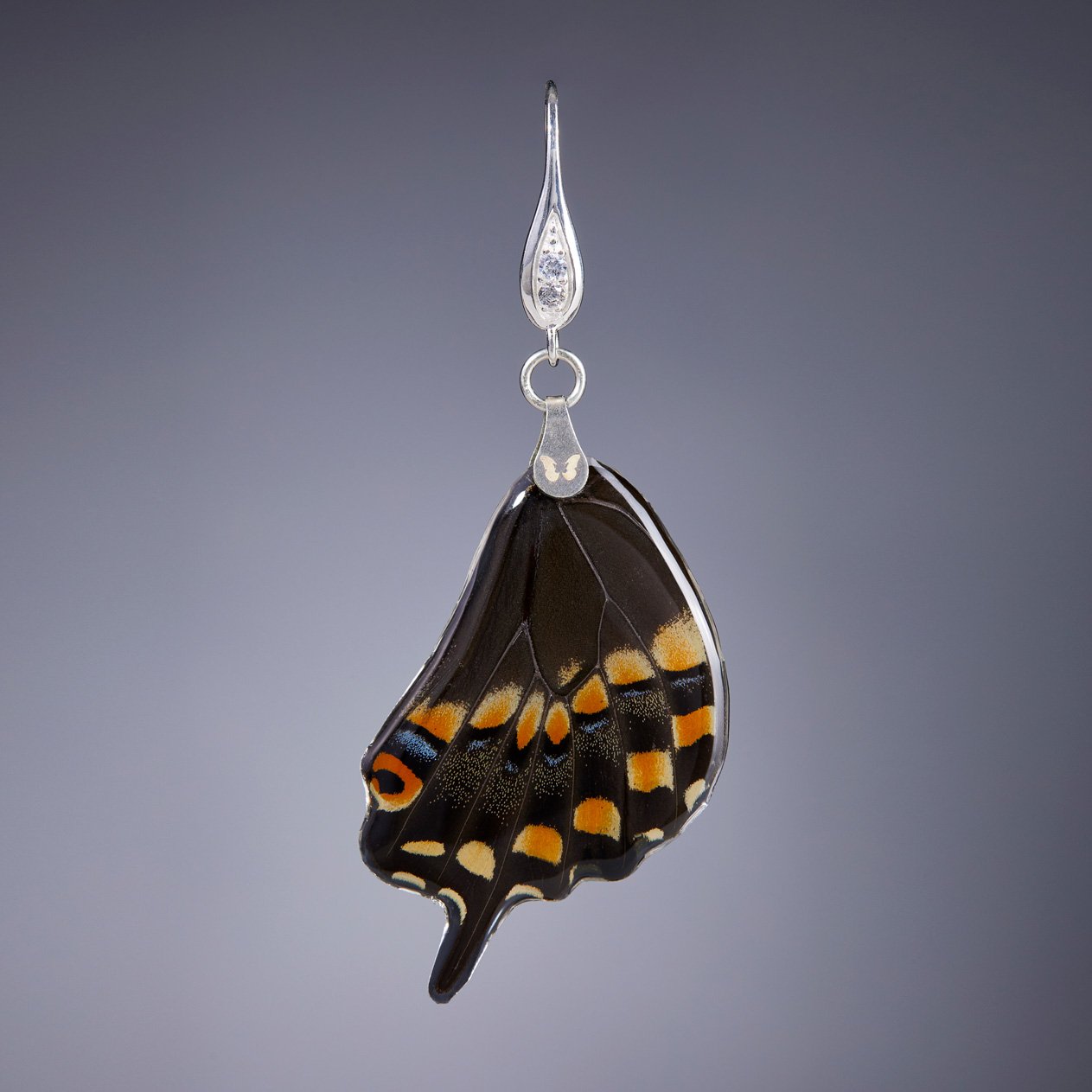 Pendiente Mariposa Papilio Polyxenes Ala Trasera